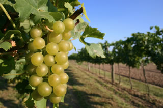 vineyard image