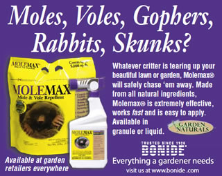 mole max ad